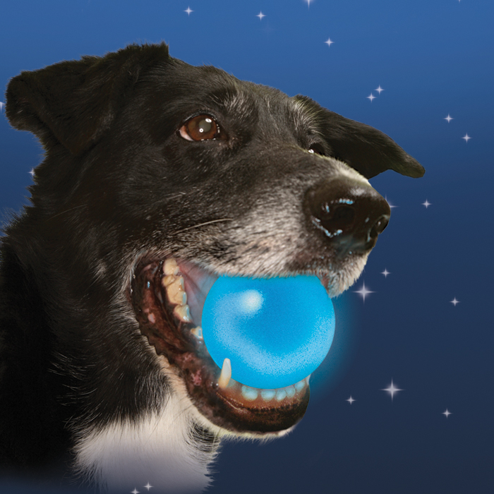 lighted dog ball toy